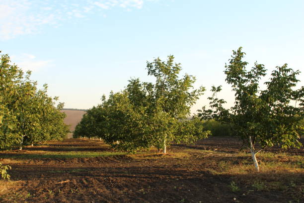 istock A group of trees in a field 2173394958