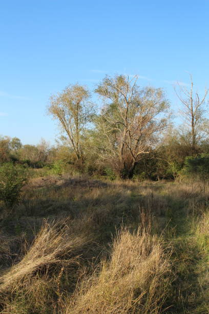 istock A grassy area with trees in the background 2173395200