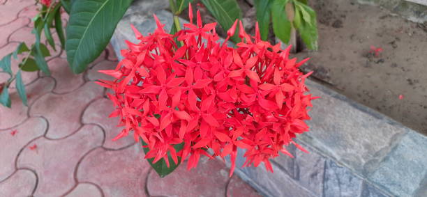 istock Red Jungle Geranium Flowers Full Bloom on Nature Background 2173395393