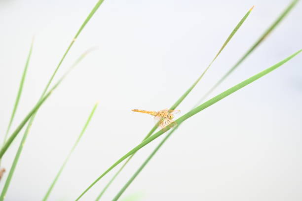 Dragonfly sitting on green leaves. Dragonfly macro view.  Amazing closeup of Dragonfly resting on the green plant in the natural environment.