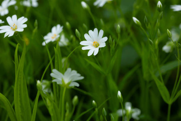 istock White wild flowers stellaria spring nature background landscape 2173397228