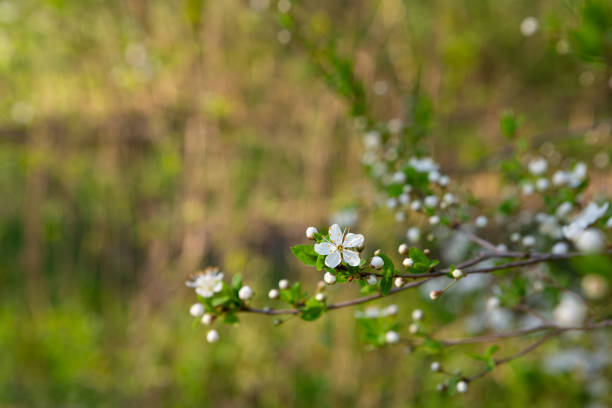 Spring landscape with white blooming flowers nature background