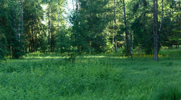 istock clearing in the forest with wild herbs 2173398833