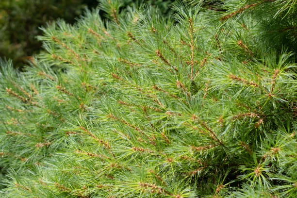 istock Pinus strobus,eastern white pine, northern white pine, white pine, Weymouth pine or soft pine branches closeup. 2173402064
