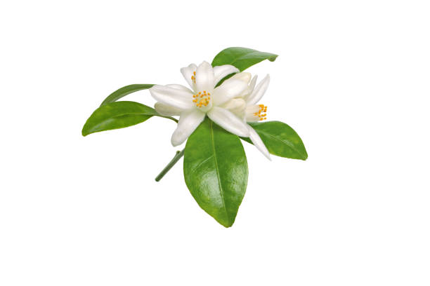 istock Neroli flowers bunch isolated on white background 2173402075