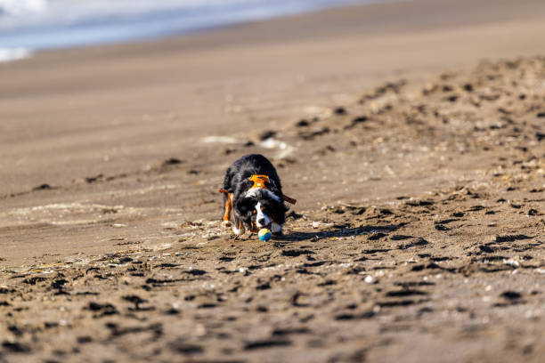 Border Collie playing fetch on the beach in Pacifica, California.