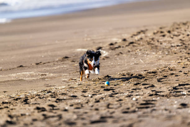 Border Collie playing fetch on the beach in Pacifica, California.