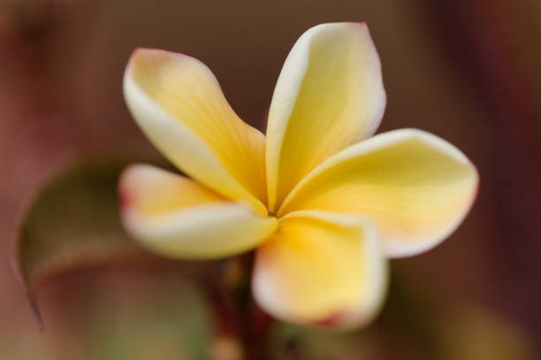 Delicate petals unfold in a tranquil garden, catching sunlight and inviting admiration amidst lush greenery.