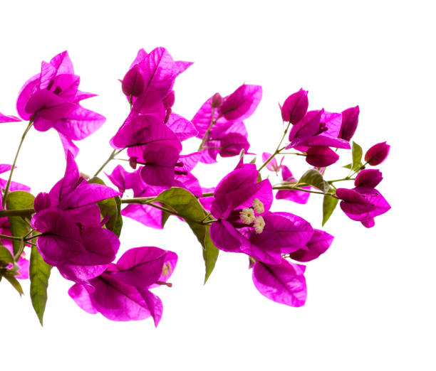 istock Flora of Gran Canaria -  Bougainvillea glabra 2173402693
