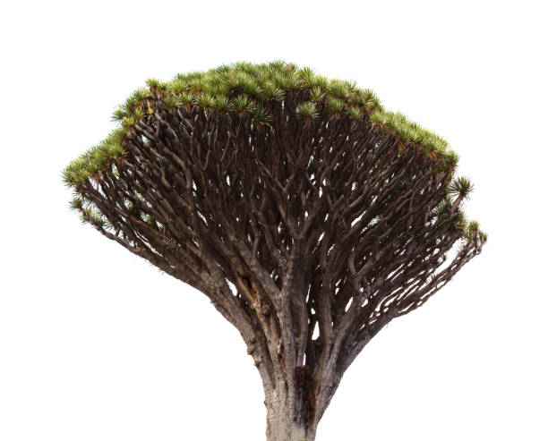Flora of Gran Canaria - Dracaena draco, the Canary Islands dragon tree