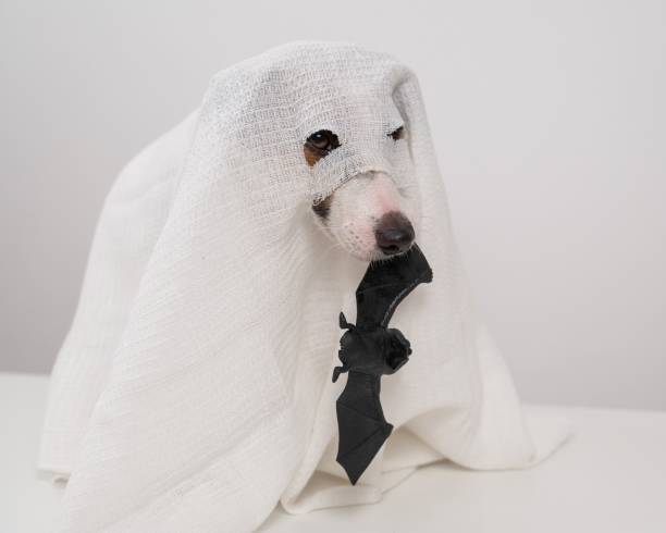 istock Jack Russell Terrier dog in a ghost costume holding a bat on a white background. 2173404081