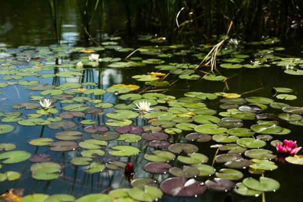water lilies on the city pond in summer