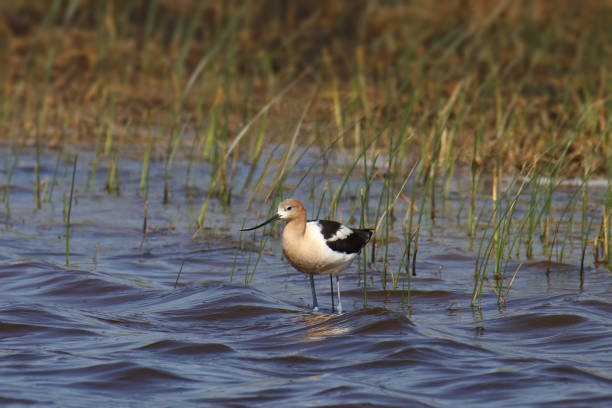 American Avocet (recurvirostra americana) standing in a wetland