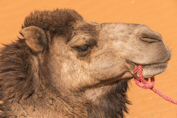 Close up of camels showing love to each other\nD.H