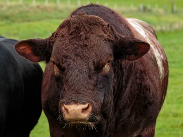 istock Old Red Aberdeen Angus Bull. 2173410342