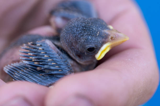 sparrow picked up after falling from the nest