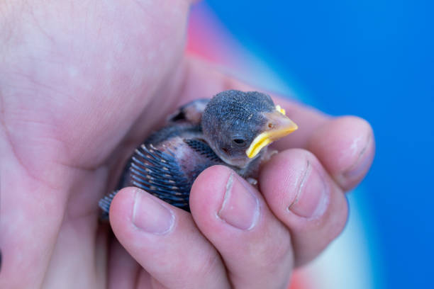 sparrow picked up after falling from the nest