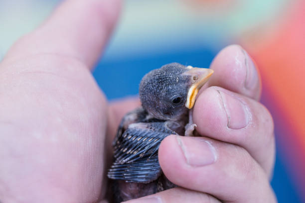 istock human hand and baby sparrow 2173411451