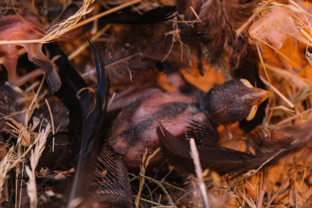 baby sparrows in the nest waiting for their mother