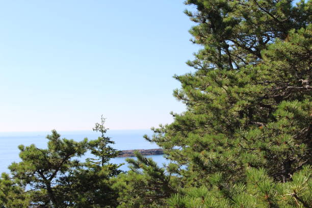 istock Close-up of fir trees 2173412422