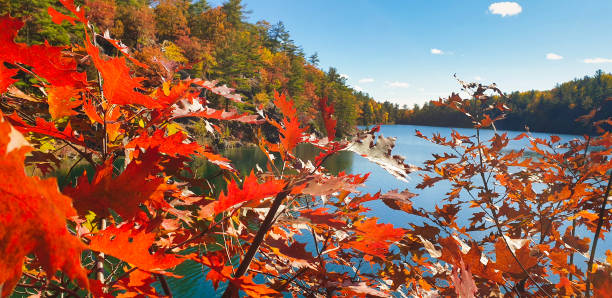 istock Fall Season colours at Gatineau Park,Quebec,Canada 2173415448
