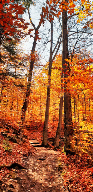 Fall Season colours at Gatineau Park,Quebec,Canada