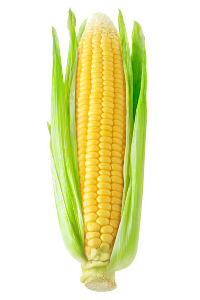 istock One ear of sweet corn with leaves isolated on white 2173416778
