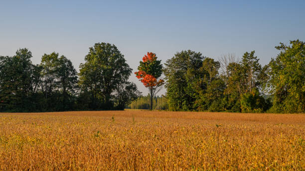 istock Farmland in Canada: ripe soya bean field in September in sunrise 2173416998