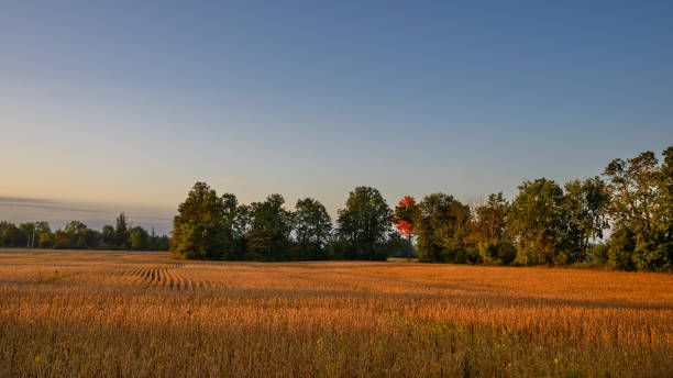 Farm land in Ontario, Canada in September