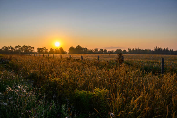 istock Farmland in Canada: ripe soya bean field in September in sunrise 2173417084