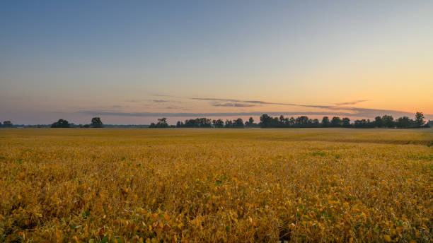 Farmland in Canada: ripe soya bean field in September in sunrise