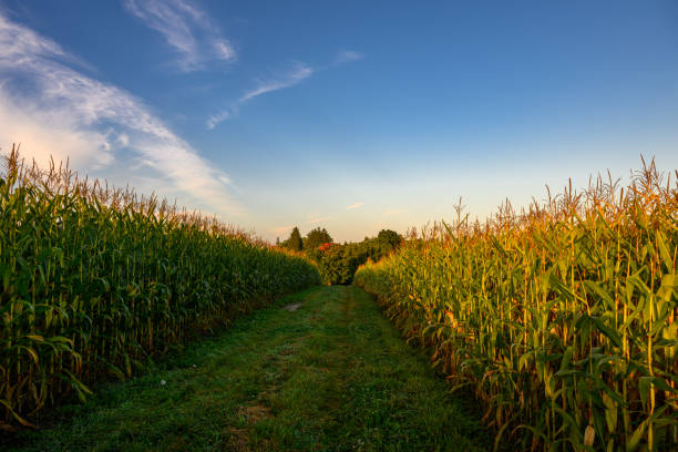Farmland in Canada - Corn crop in sunrise under blue sky in Mid September stock photo