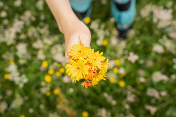 istock Hands holding fresh arnica blossoms 2173417256