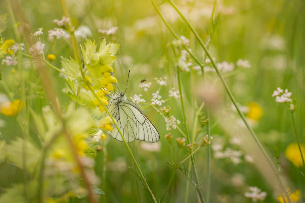 istock Butterfly on wildflowers in meadow 2173417393