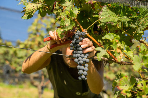 istock Hands harvesting grapes in vineyard, Ticino 2173417882