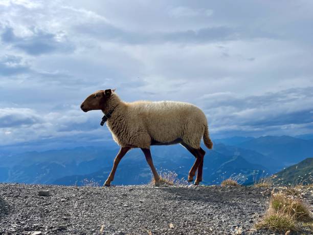 istock Sheep in the Austrian Alps. Vorarlberg, Austria. 2173418981