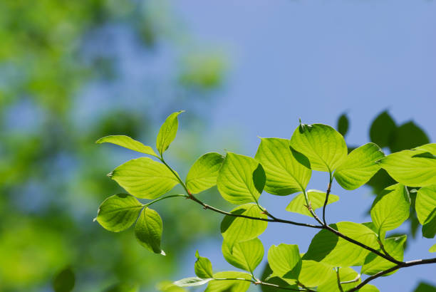 Fresh growing green tree leaves in spring