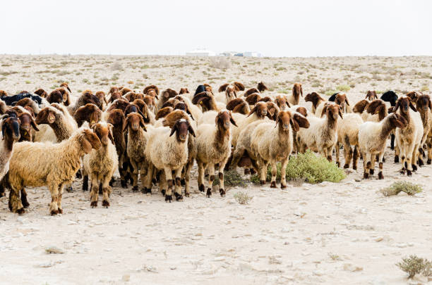 Flock of sheep in the desert at Al Jubara in Qatar