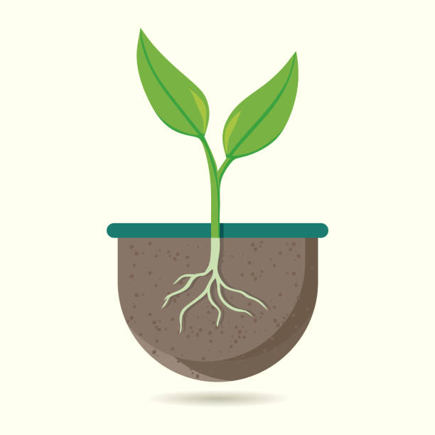 Young Plant Growing in Soil with Roots Visible Illustration of a young plant sprouting from soil with visible roots, symbolizing growth and nature. Ideal for environmental projects and educational purposes. roots clip art stock illustrations
