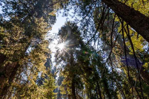 istock Forest Scene in Sequoia National Park, California 1 2173428625