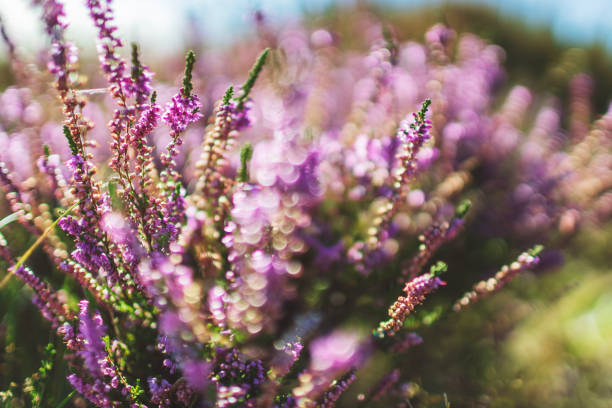istock Heather in the warm light of late summer 2173429231