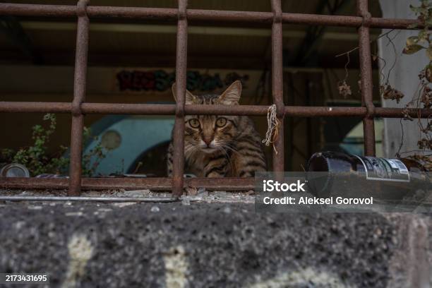 Cat Behind Bars In The Basement Stock Photo - Download Image Now - Abandoned, Animal, Animal Body Part