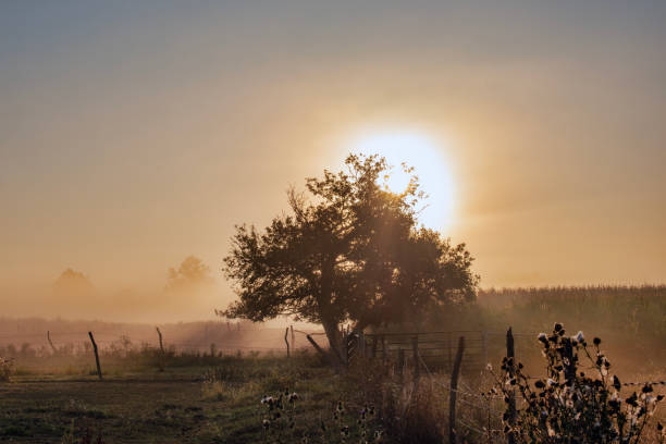 A tree in the fog at sunrise