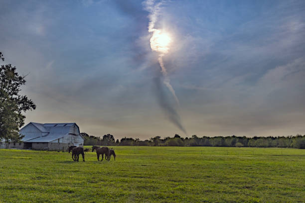 Rescue Horse Grazing on a Sunny Day in a Green Pasture on a Ranch in Maryland, USA
