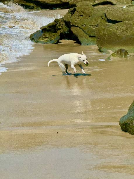 Young dog having fun on the sand in Laguna Beach California
