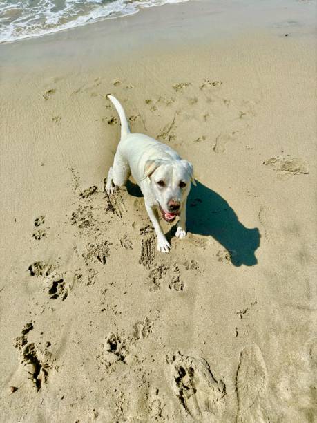 Young dog having fun on the sand in Laguna Beach California