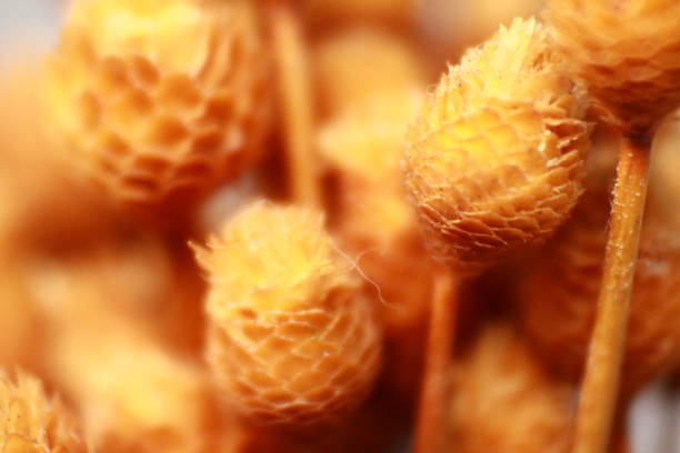Flower Macro Photography