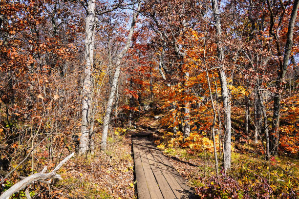 istock Fall Season colours at Gatineau Park,Quebec,Canada 2173442602
