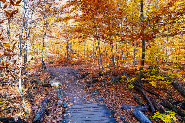 istock Fall Season colours at Gatineau Park,Quebec,Canada 2173442611
