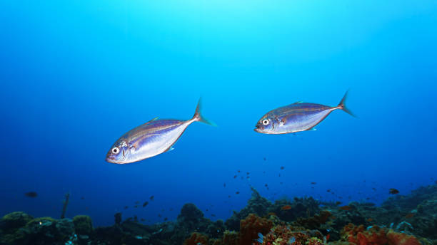 istock Colourful tropical fish at the black volcanic sand bottom 2173443717